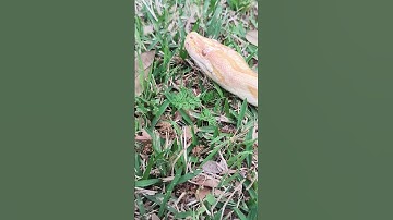 BURMESE Python handling outside 💯