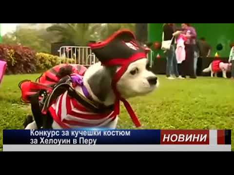 Конкурс за кучешки костюм за Хелоуин в Перу