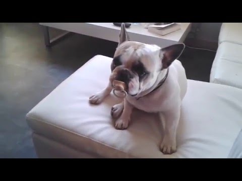Bouledogue Français Et Sa Tetine
