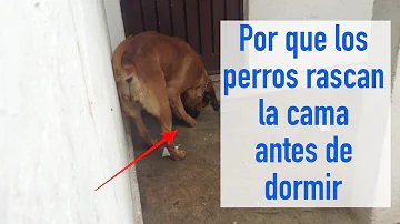 ¿Por qué los perros se rascan antes de tumbarse?