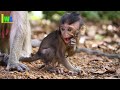 Wow very adorable mamo the most agile little monkey  wildlife adorable