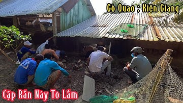 Hơn 5h Đ.ập Banh 3 Cái Nền Chuồng Heo Tìm Cặp Rắn Để Lại 2 Cái Da Mỗi Con Gần 2kg Mà Ra Con Này Thua