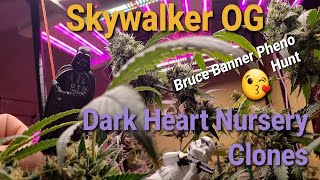 Skywalker OG Dark Heart Nursery clones