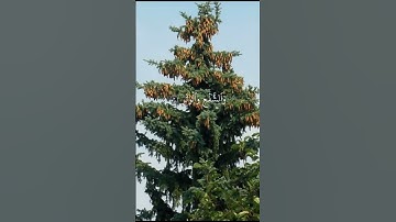 الاية 1 الى 5 من سورة الفجر بصوت القارئ شيخ علي بن عبد الرحمن الحذيفي