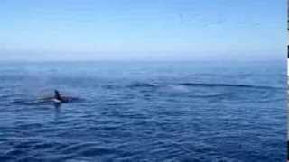 Killer whales teach their baby how to kill a seal
