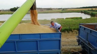 Krasnodarskiy kray. Barley harvesting is in full swing. Rain is promised as always.