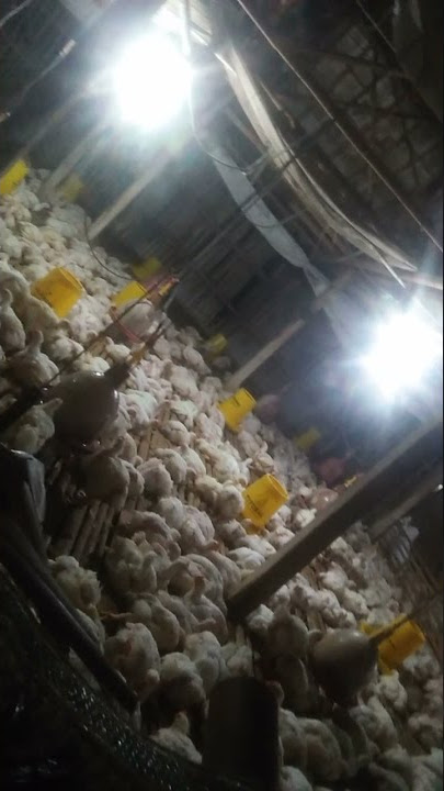 ayam montok