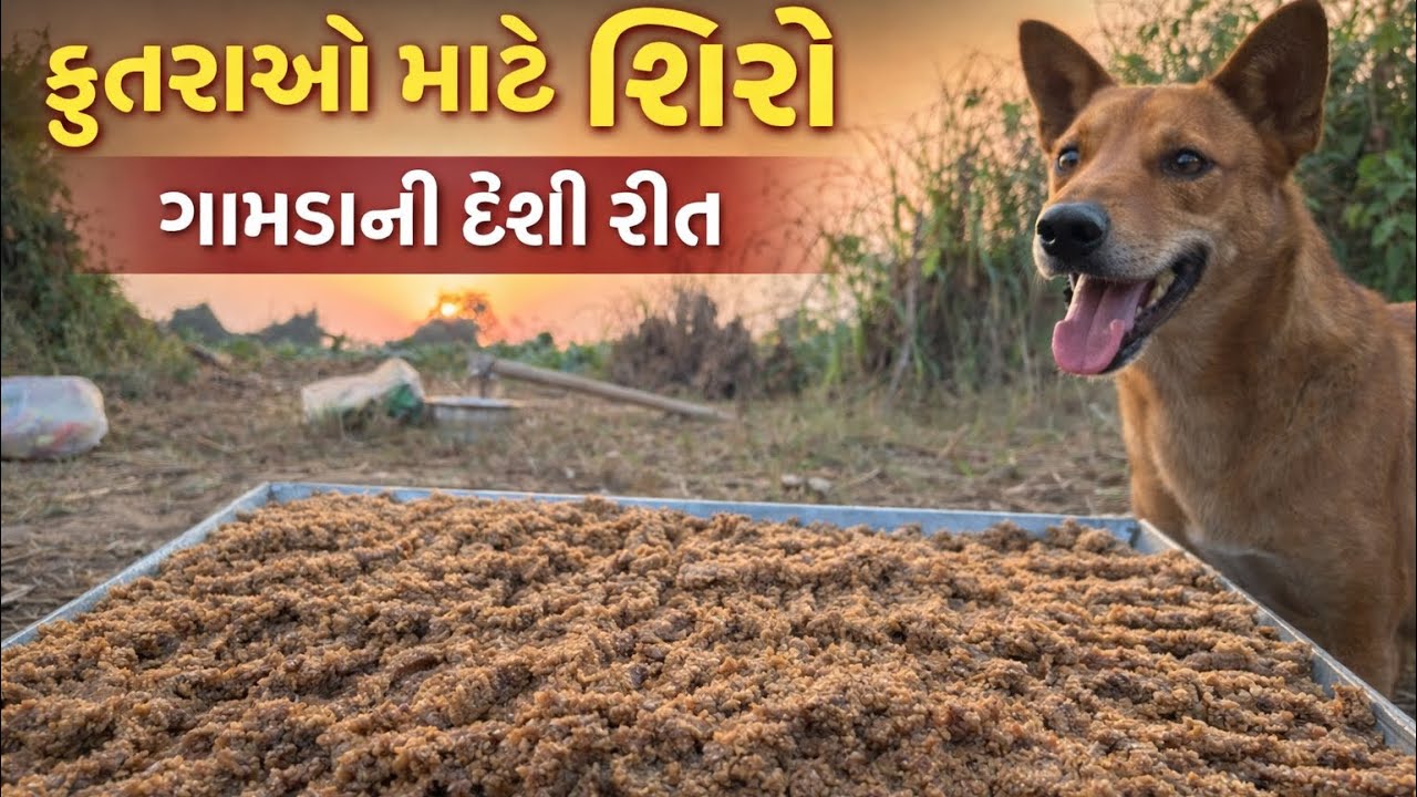 કૂતરાઓ માટે શિરો બનાવ્યો || #trending #viral 