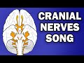 Cranial Nerves and Their Functions
