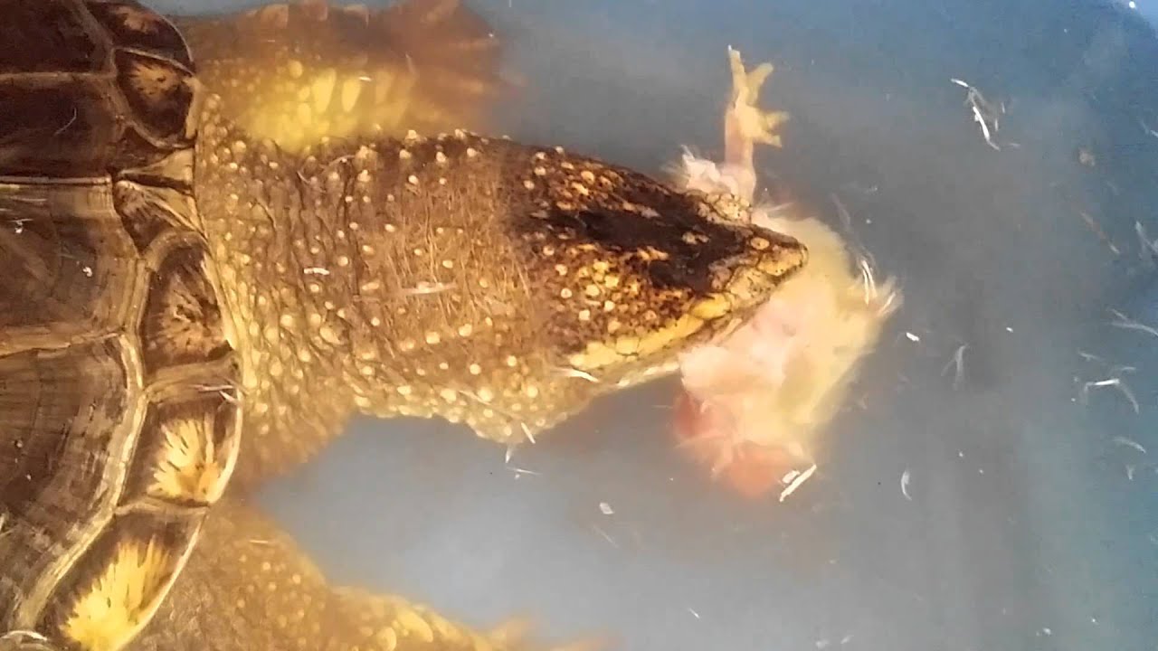 SNAPPING TURTLE RIPS CHICKEN IN HALF!!!!! - YouTube