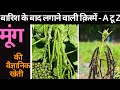 बारिश के बाद लगाओ मूंग आमदनी भी होगी और अगली फसल के लिए खाद भी || Moong Ki Kheti -Green Gram Farming