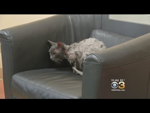 Tied-Up Cat, Doused With Gasoline Nearly Crushed In Garbage Truck