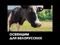 Лукашенко уволил губернатора из-за коров