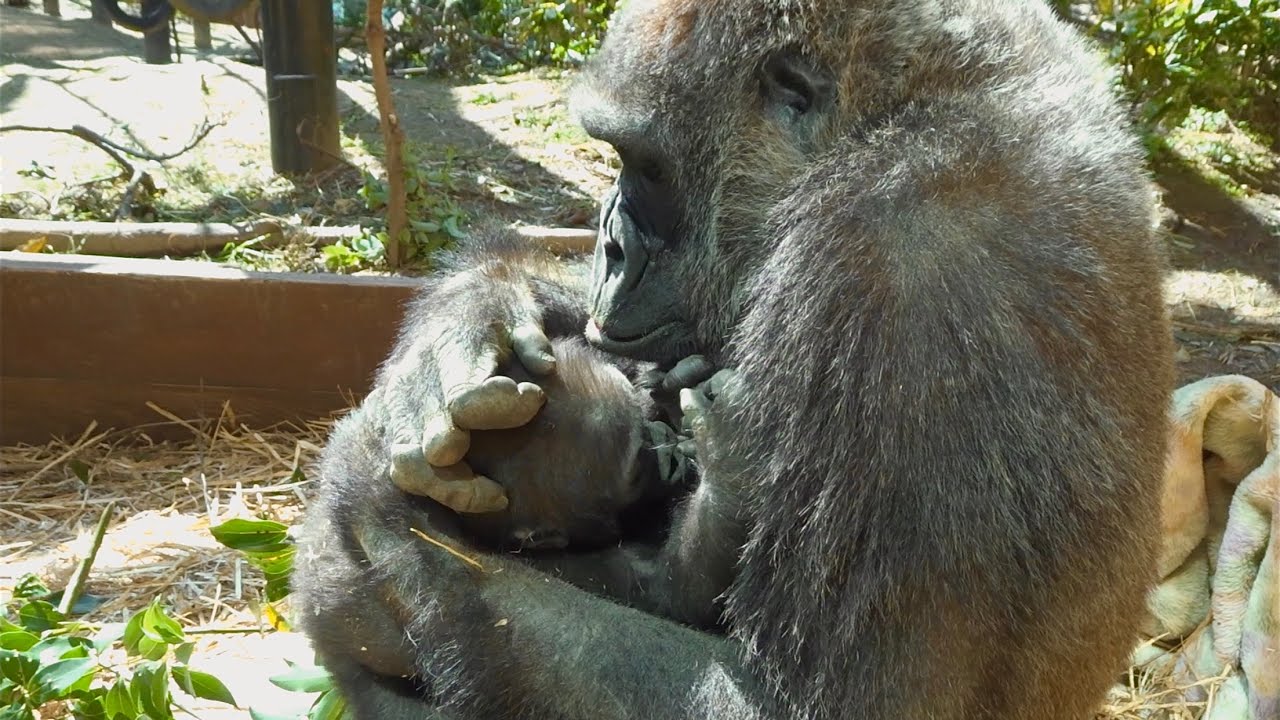 子供を寝かしつけるのに苦労する母ゴリラ⭐️gorilla【京都市動物園