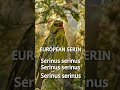 European Serin in the Forest #birds #birdsong #forestwhispers