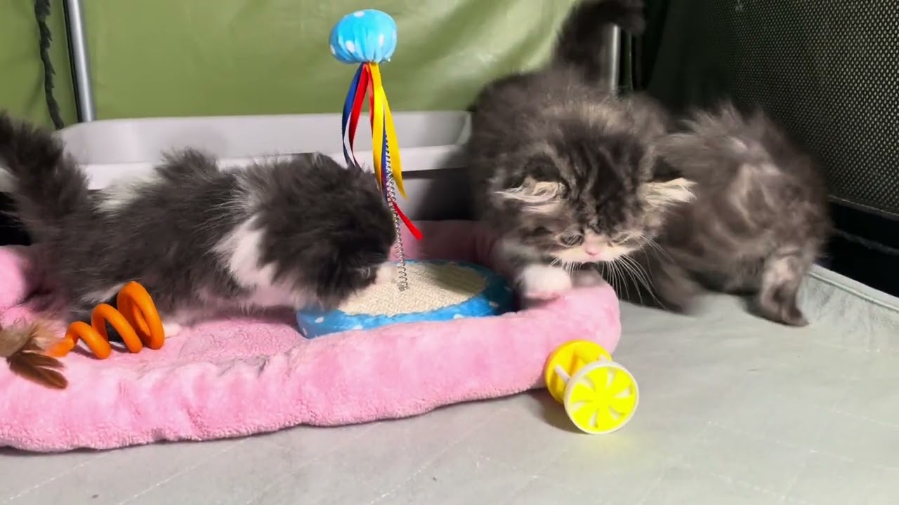 High Desert Persians Sweeties kittens