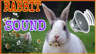 rabbit sound - rabbit making noises, cute rabbits