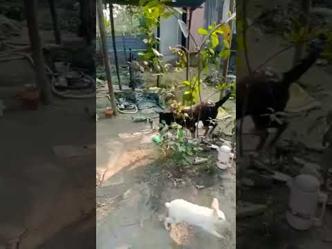 Sada Kalor Khela Viralvideo