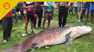 IKAN AIR TAWAR TERBESAR DI DUNIA