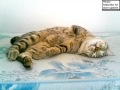 American Bobtail | Cat Picture Collection の動画、YouTube動画。