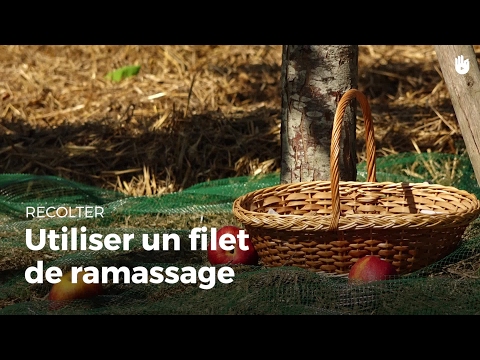 Vidéo: Comment Faire Un Ramassage