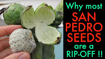 Can you legally buy San Pedro?