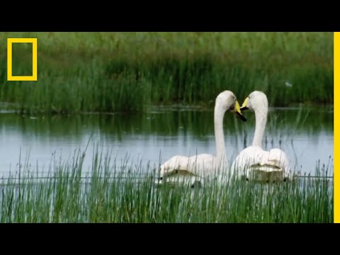 Swans are for life