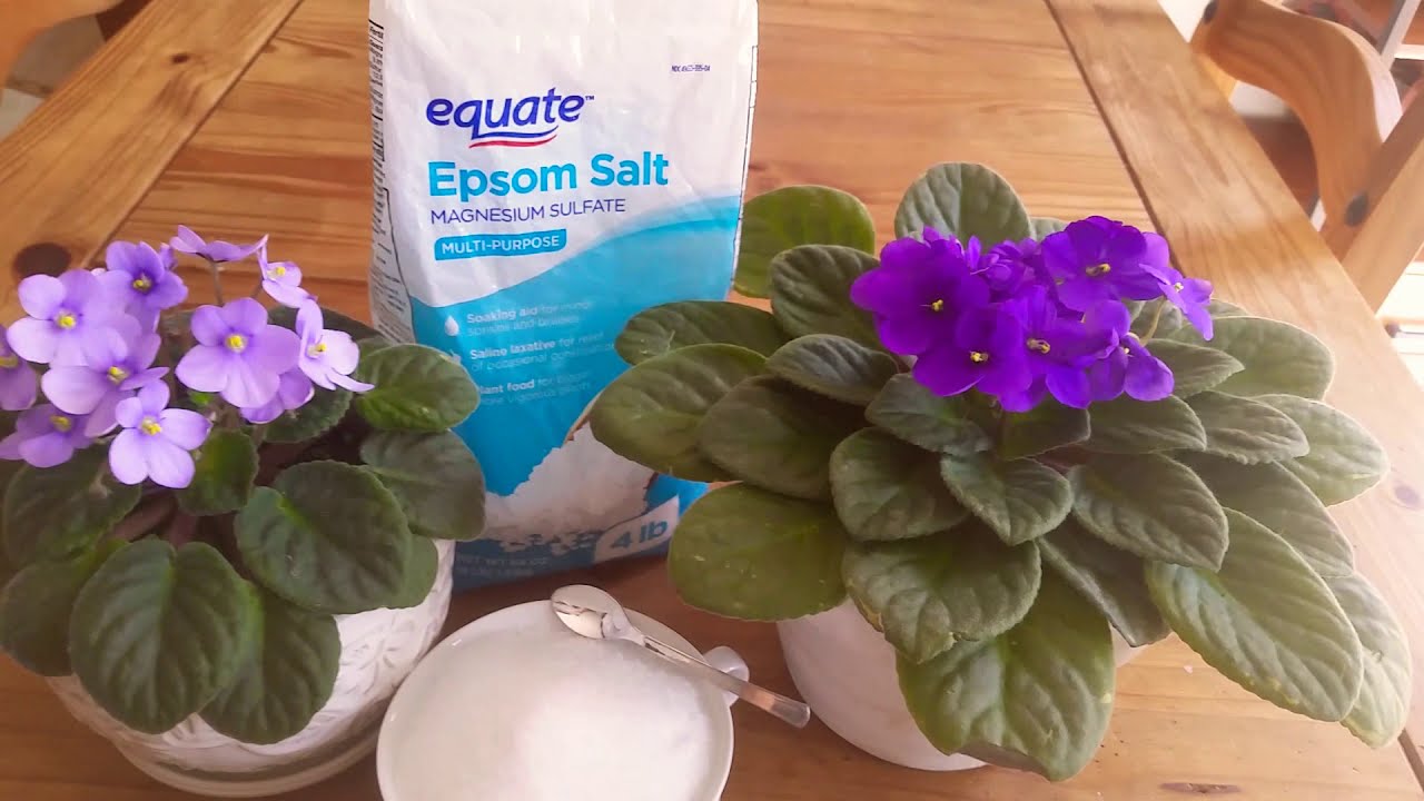 👩💚}CÓMO  UTilliZAR  LA EPSOM SAL👍🍃EN VIOLETAS AFRiCANAS🍃