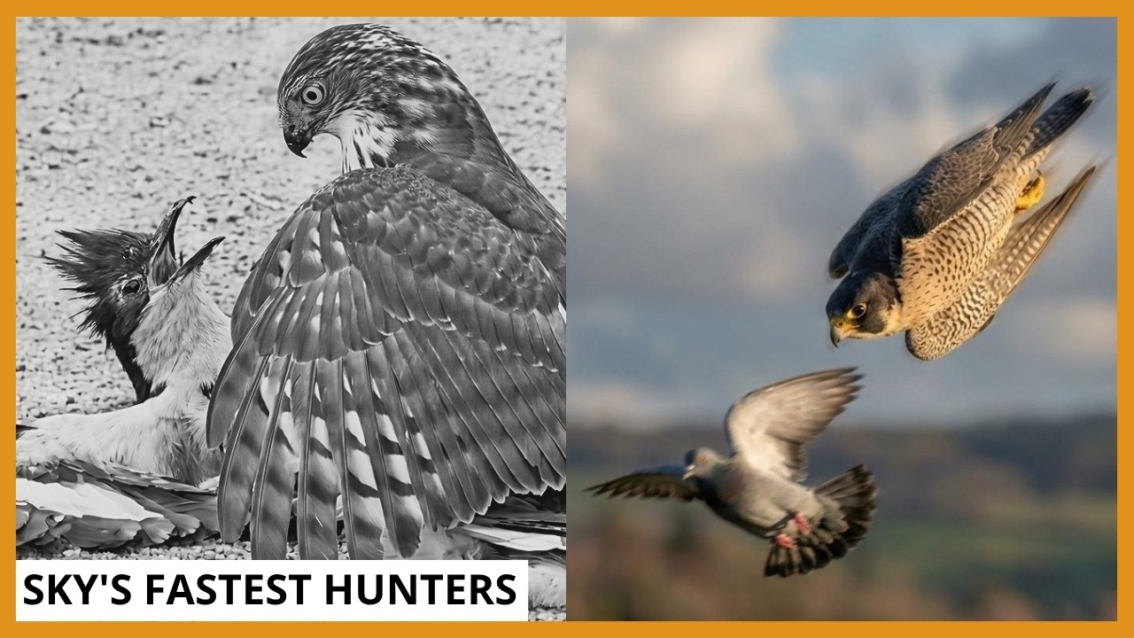 Falcon Bird Racing Peregrine Falcon Hunts Pigeon in Lightning Fast Chase | Fastest Bird ...