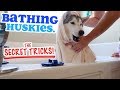 THE SECRET To Bathing A Siberian Husky Dog!