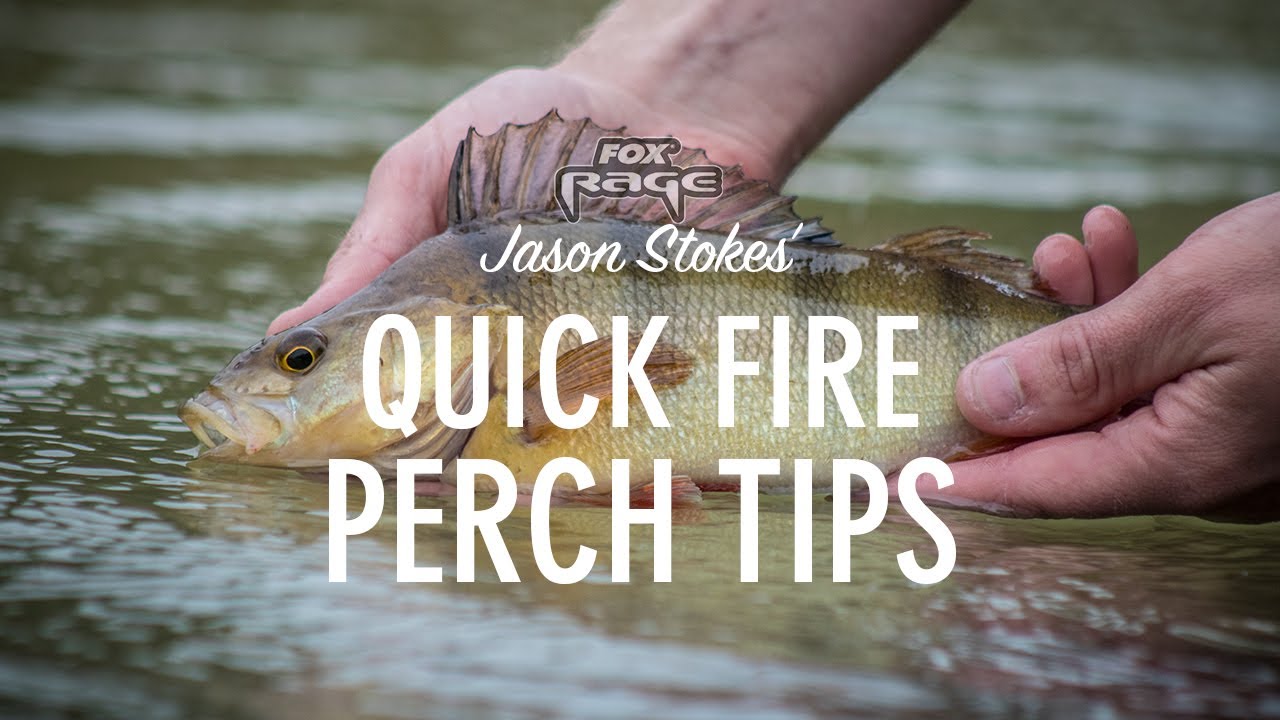 *** Fox Rage TV *** EARLY SUMMER PERCH TIPS