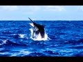 1200lb Black Marlin Cairns Grander Hot Shot Charters