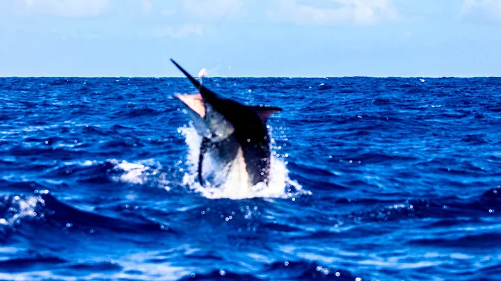 1200lb Black Marlin Cairns Grander Hot Shot Charters