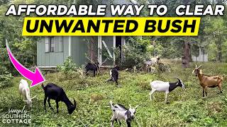 Affordable Way to Clear Out Unwanted Brush!