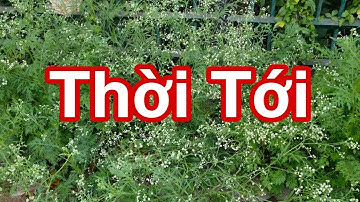Thời Tới #dungmapvlog #dungtocdaitv #thichminhtue