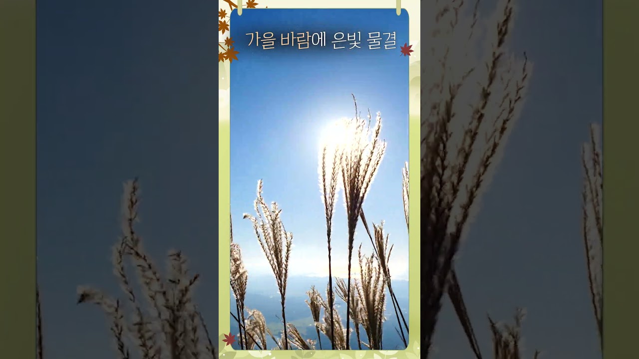 보령쇼츠ㅣ은빛 물결의 향연 오서산 억새꽃🌾
