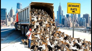 New York Releasing Millions of Rat Killers Is Starting to Make Sense, And This Will Happen..