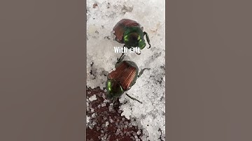 How???😳🤯DEAD Beetle bringing back to life with SALT🤯