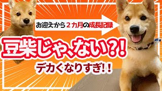 【柴犬】 身体測定の結果 お迎えからカ月,赤ちゃんからの成長記録 Shibainu pupppy