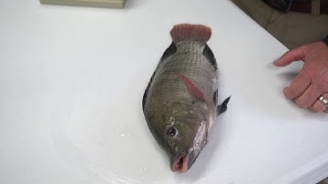 Fish Tagging Tilapia & Cyprinid Body Cavity Method