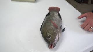 Fish Tagging Tilapia & Cyprinid Body Cavity Method