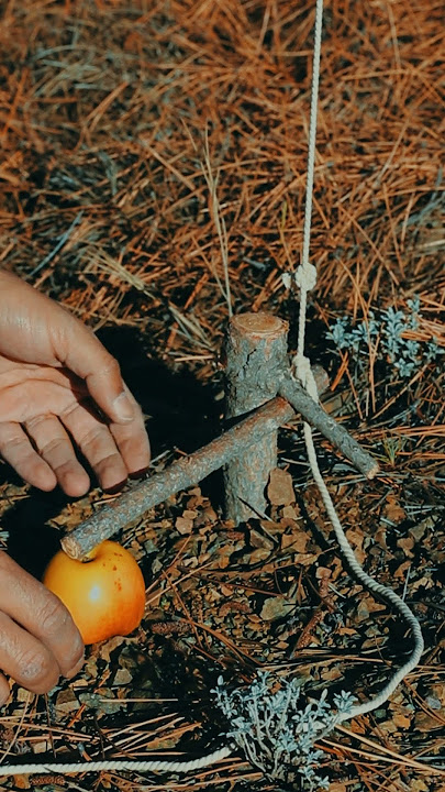 Survival Traps #bushcraft #survival #outdoors #trap