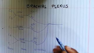BRACHIAL PLEXUS SIMPLIFIED!