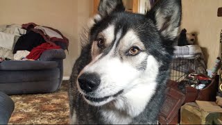 Crazy Things My Husky Did Under a Year Old!