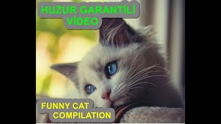 En Güzel Kedi Videoları İzle