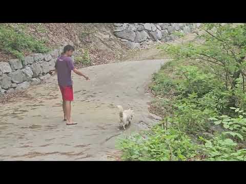 I Teach Two Dogs To Walk Without Fighting