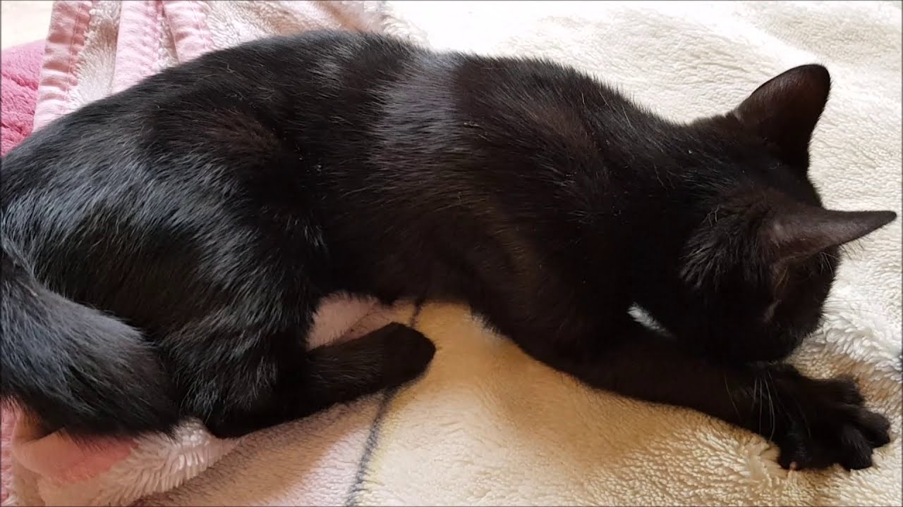 chat qui ronronne en dormant