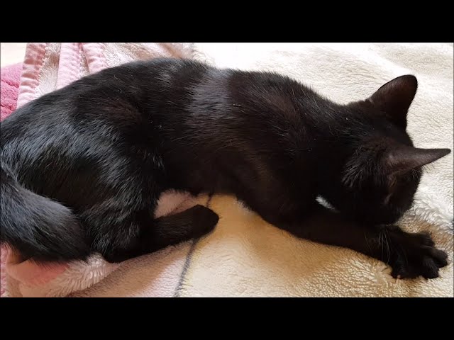 ASMR - CAT - ronronthérapie chat qui ronronne - RONRON RELAXATION