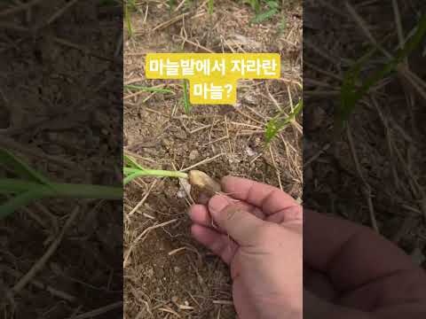 마늘 밭에 마늘 다듬은 찌꺼기를 버렸는데 마늘이 자라네요