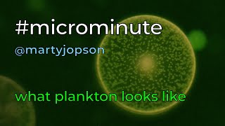 What plankton looks like